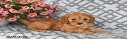 Cavapoo dogs for sale: Taz - Ad 4