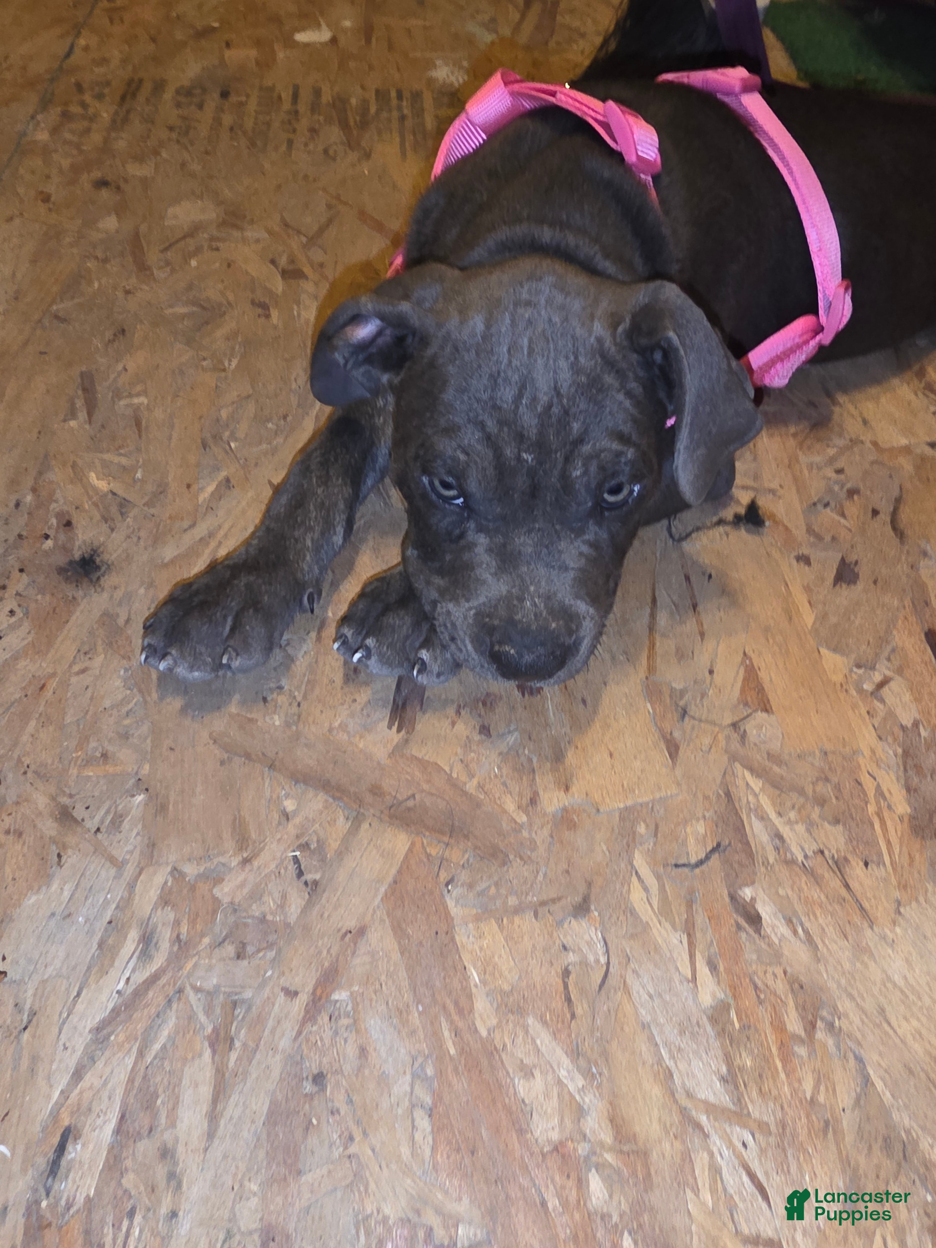 American Pit Bull Terrier dogs American Pit Bull Terrier 1 - Ad 1