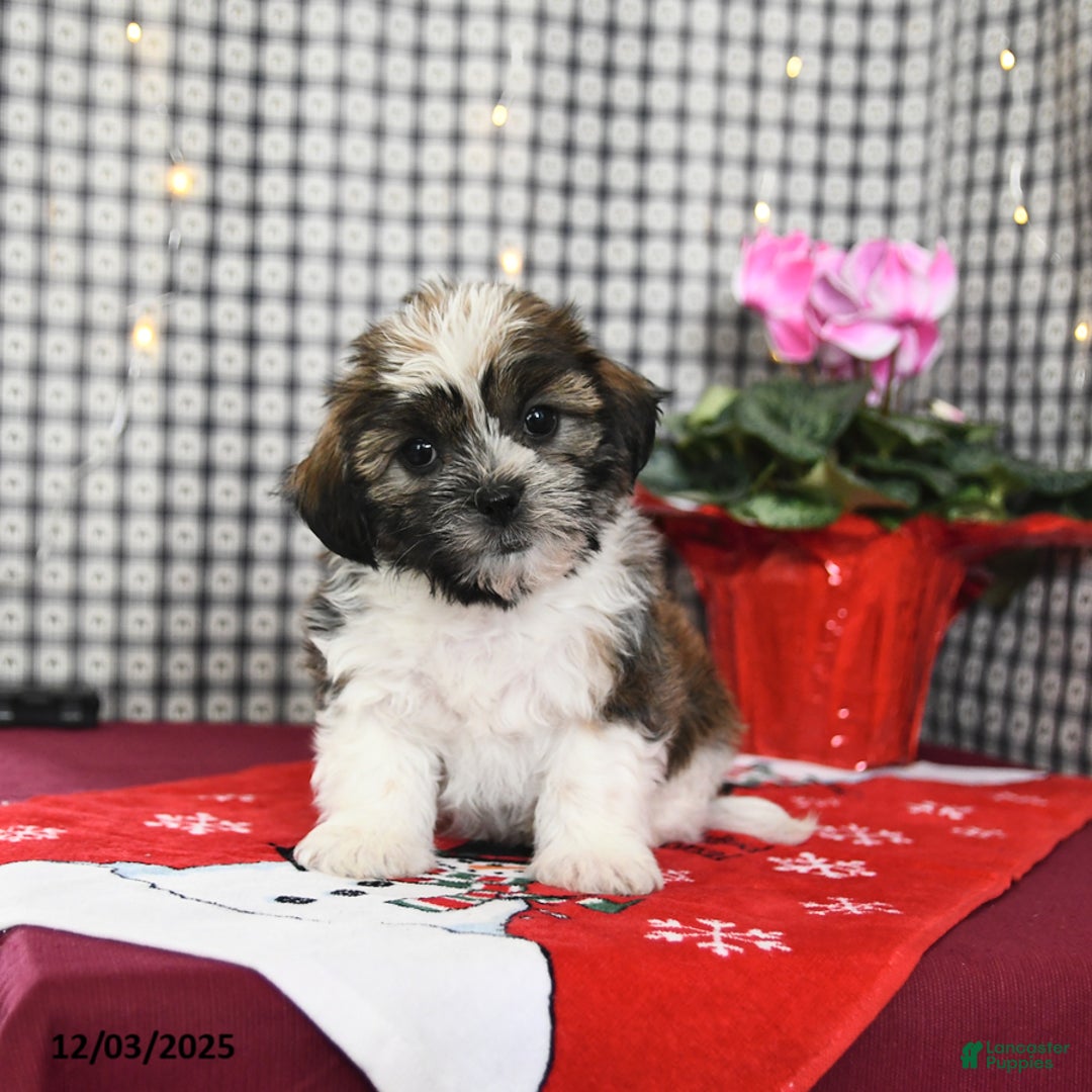 Mixed Breed dogs for sale: Kory - Ad 1