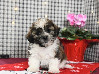 Mixed Breed dogs Kory - Ad 10