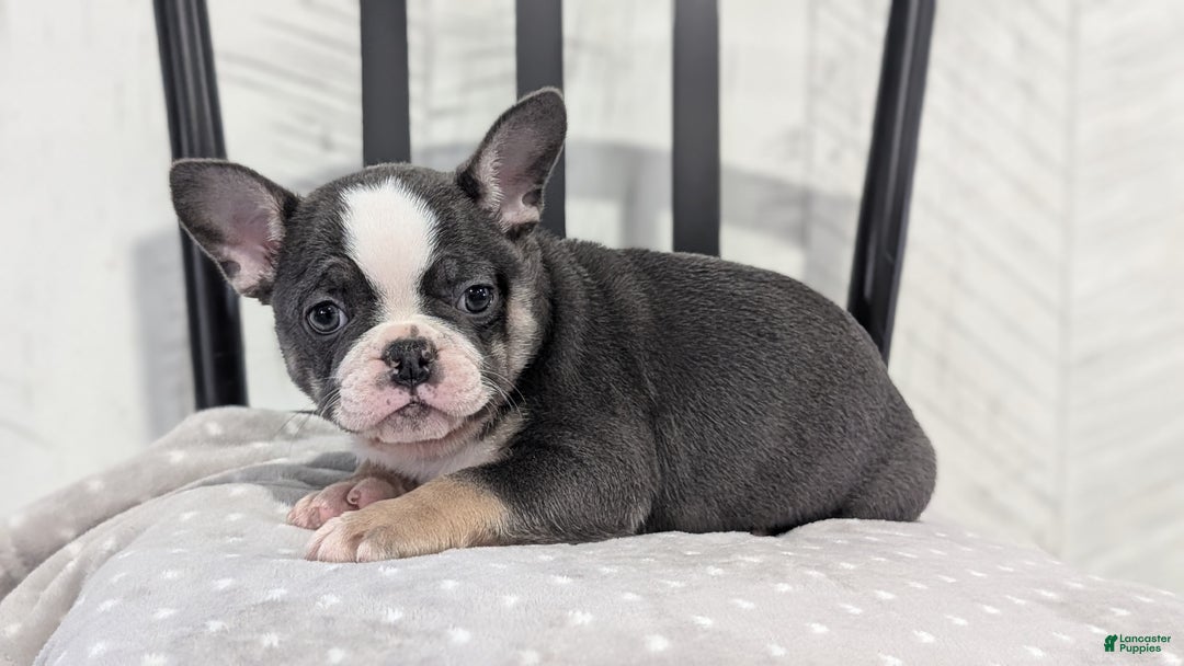 French Bulldog dogs for sale: Xena - Ad 11