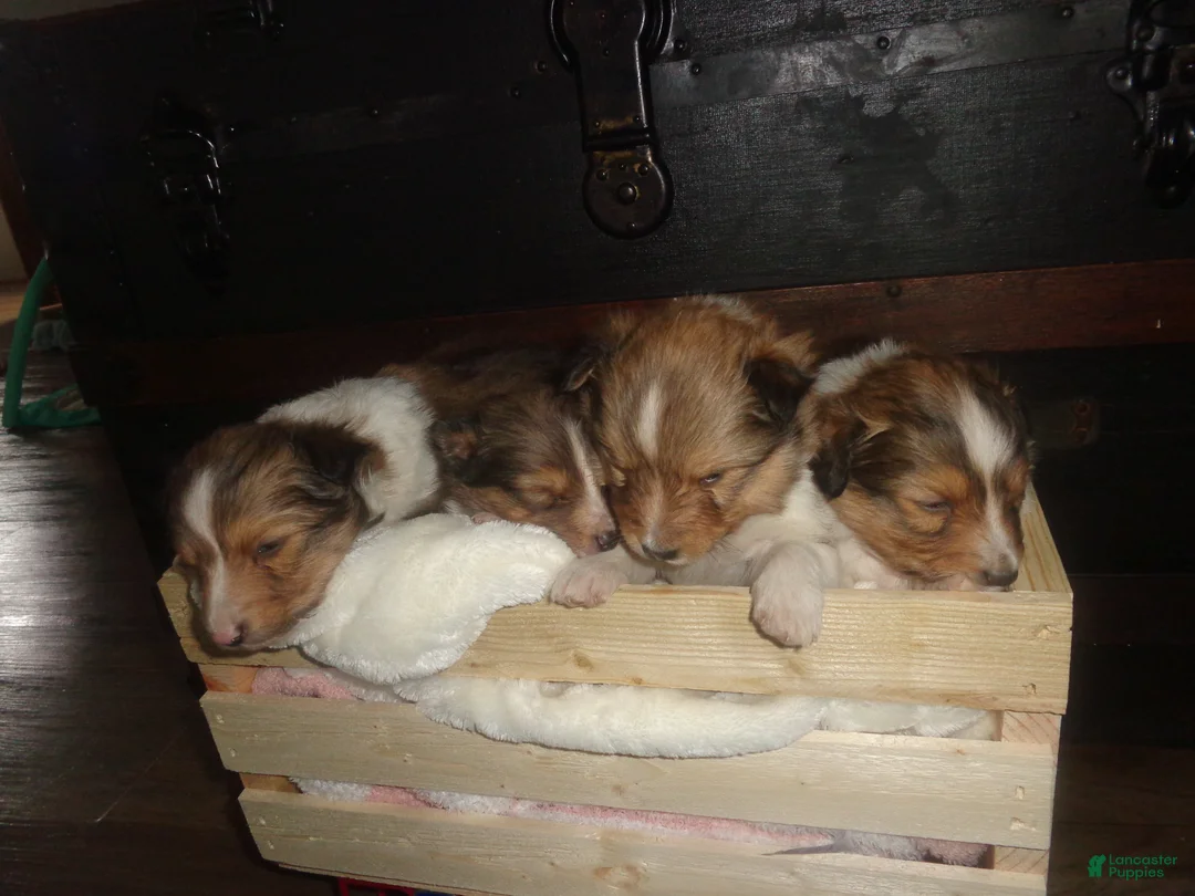 Shetland Sheepdog dogs for sale: Shetland Sheepdog Puppy 3 - Ad 5