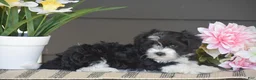 Havanese dogs for sale: Kenneth - Ad 4