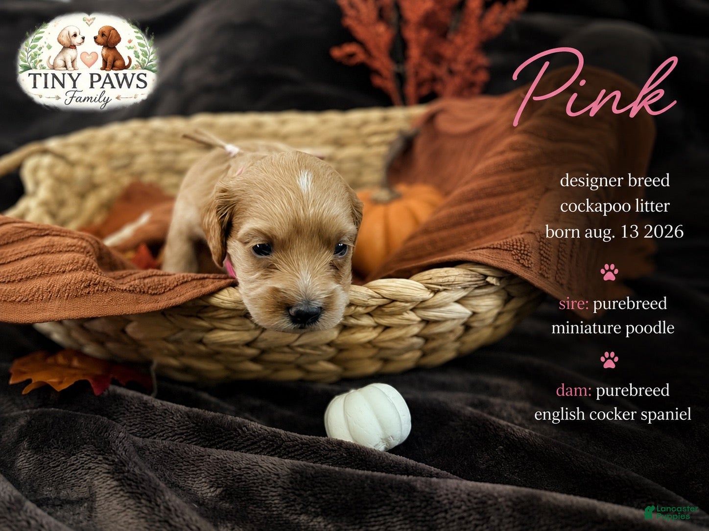 Cockapoo dogs Pink Collar - Ad 14