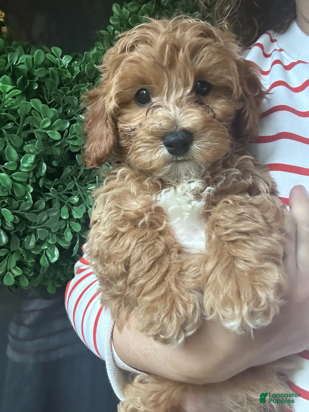 Cavapoochon dogs for sale: 🩷 Pink Panther - Ad 1