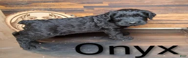 Onyx