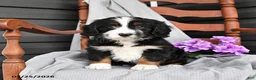 Mini Bernedoodle dogs for sale: Lilac - Ad 2