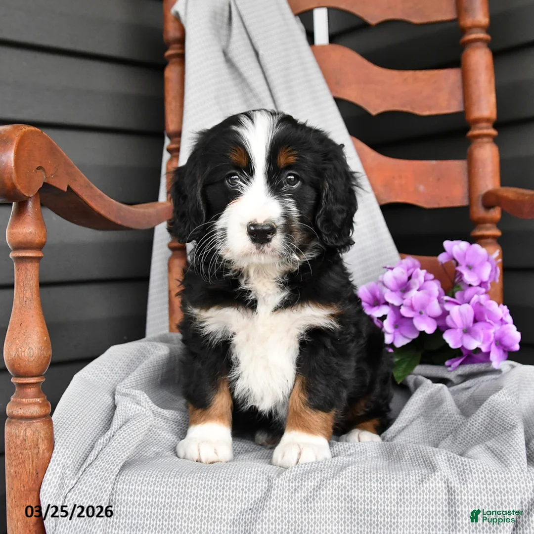 Mini Bernedoodle dogs for sale: Lilac - Ad 2