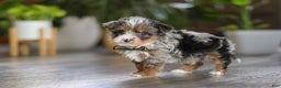 Yorkiepoo dogs for sale: Sauvage - Ad 9