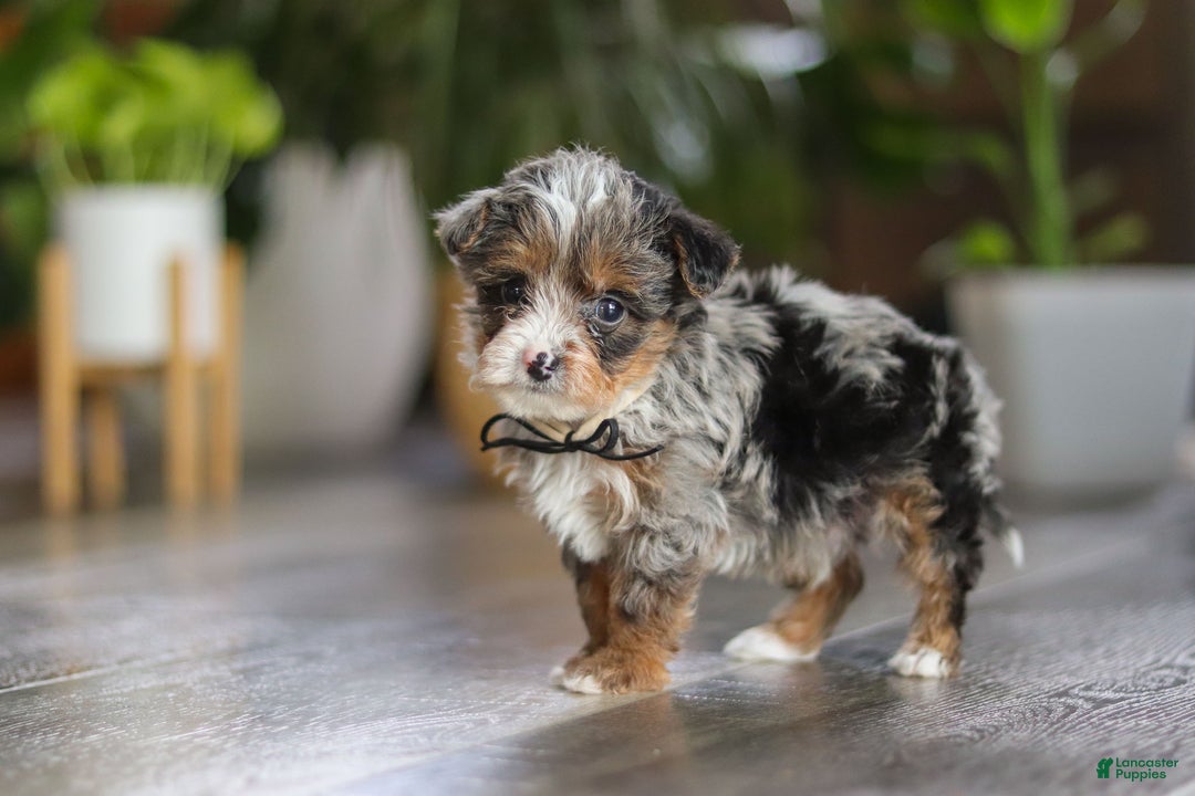 Yorkiepoo dogs for sale: Sauvage - Ad 9