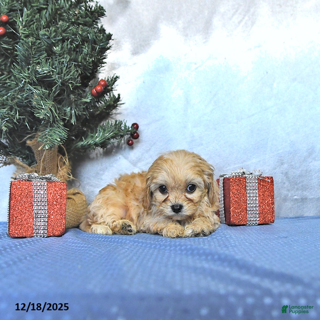 Cavapoo dogs for sale: Cody - Ad 1