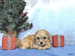 Cavapoo dogs Cody - Ad 40