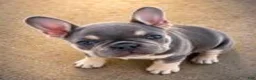 French Bulldog dogs for sale: lily - Ad 1