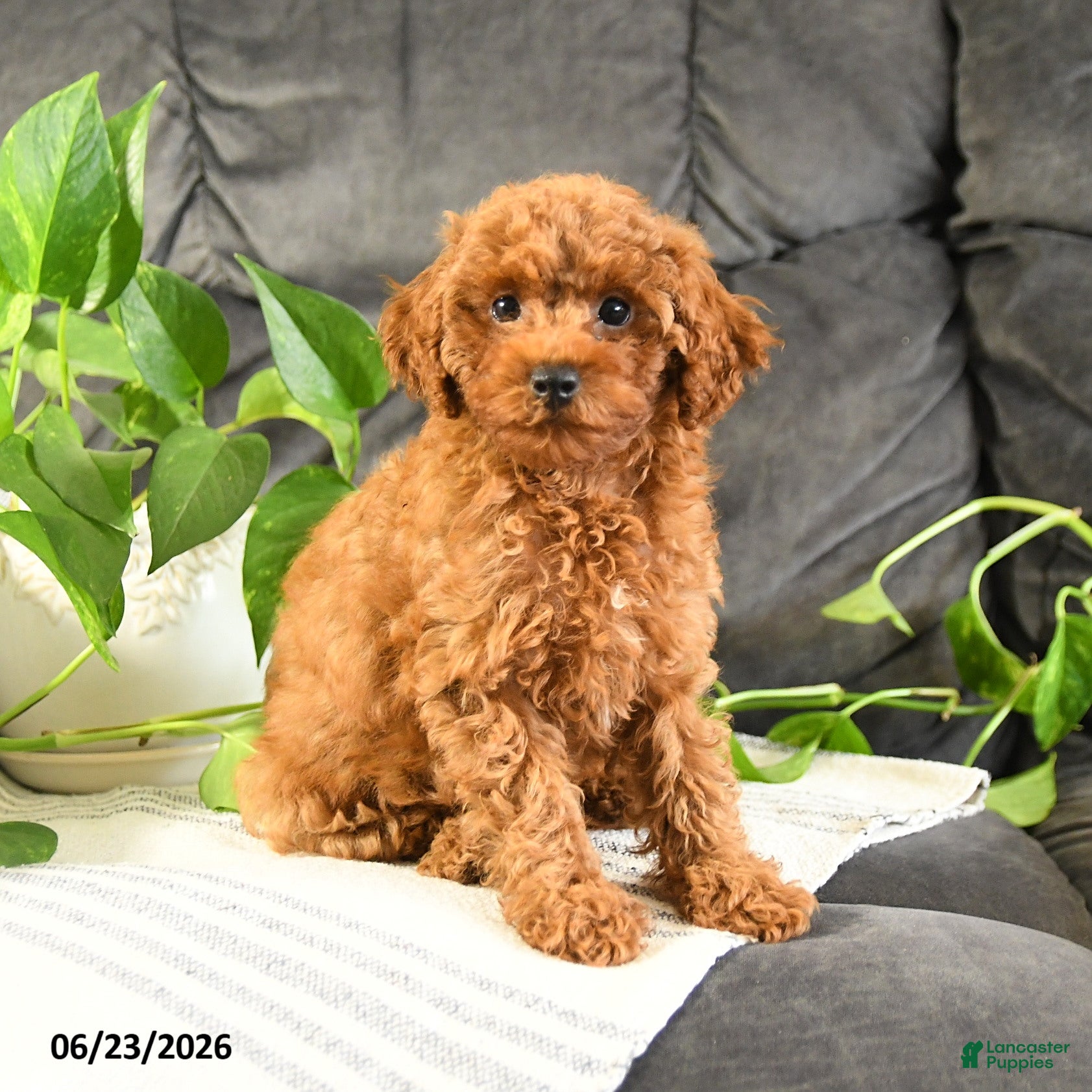 Cavapoo dogs Katie - Ad 1