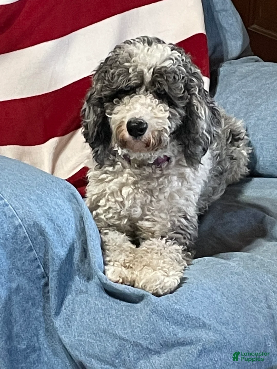 Gallery Image {{count}}