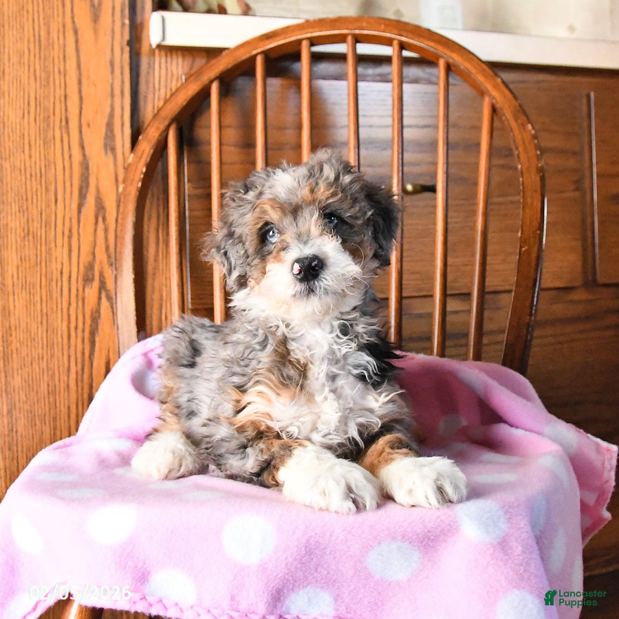 Mini Bernedoodle dogs Venus - Ad 2
