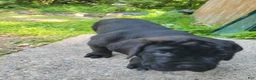 Cane Corso dogs for sale: Bella - Ad 3