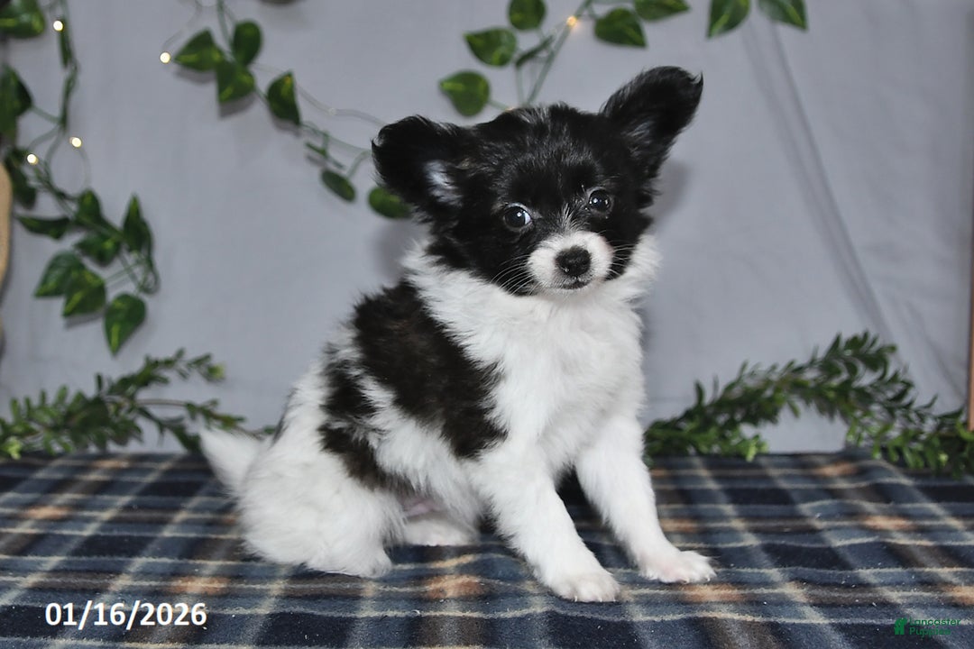 Papillon dogs for sale: Chocolate - Ad 4