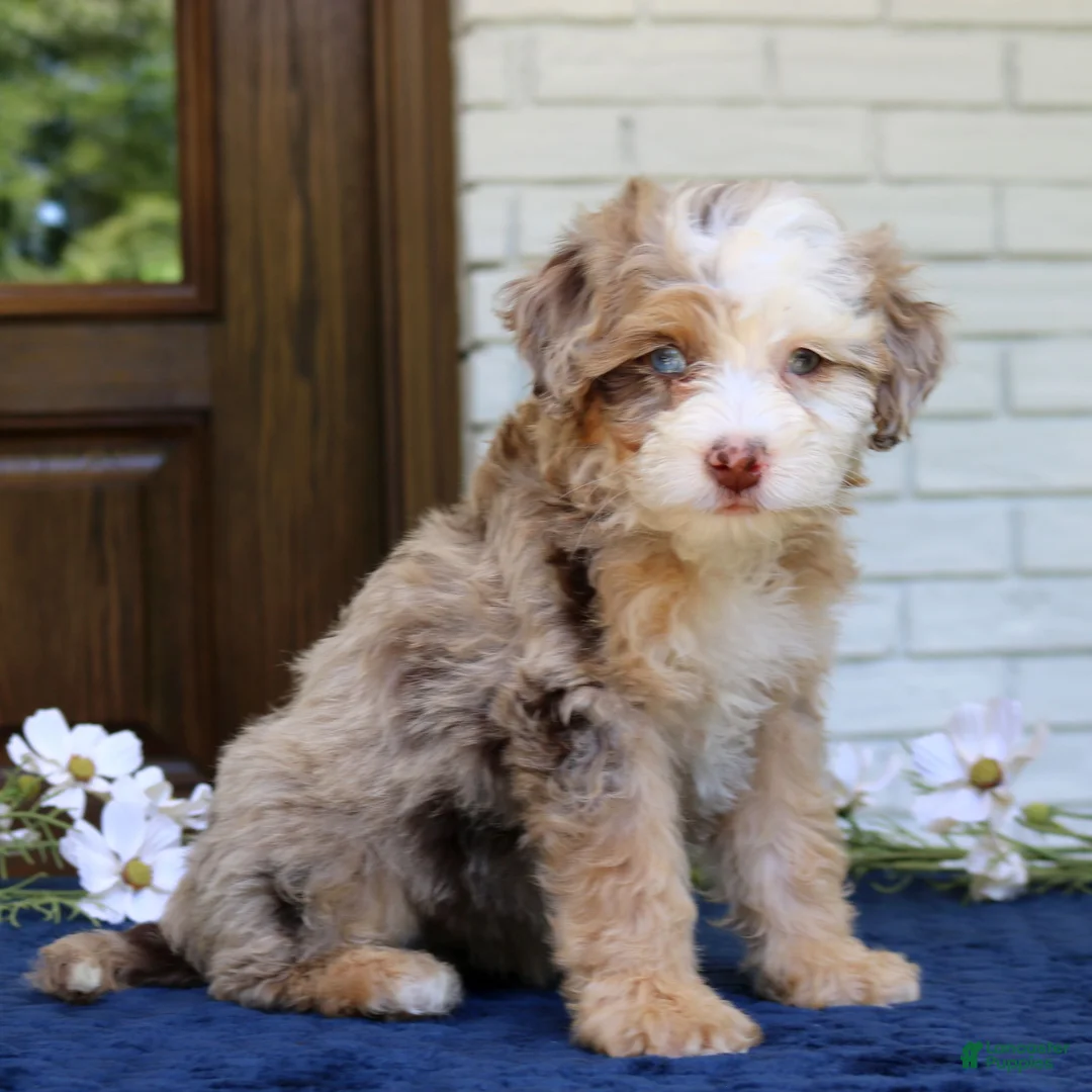 Mini Bernedoodle dogs for sale: Wendy  - Ad 1