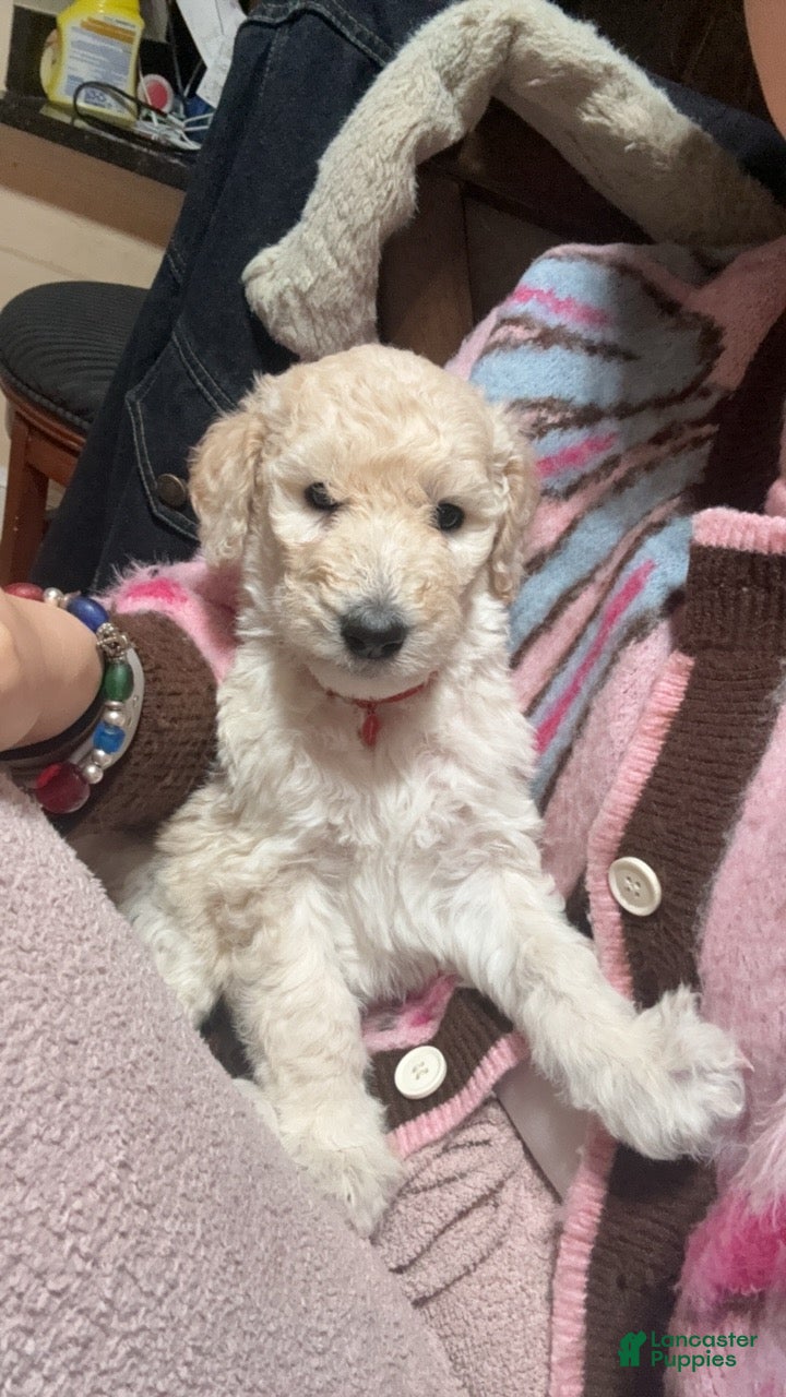 Standard Poodle dogs Standard Poodle Puppy 1 - Ad 8