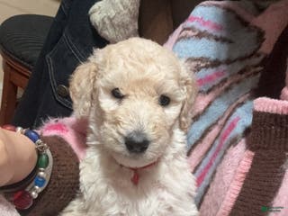 Standard Poodle dogs Standard Poodle Puppy 1 - Ad 20