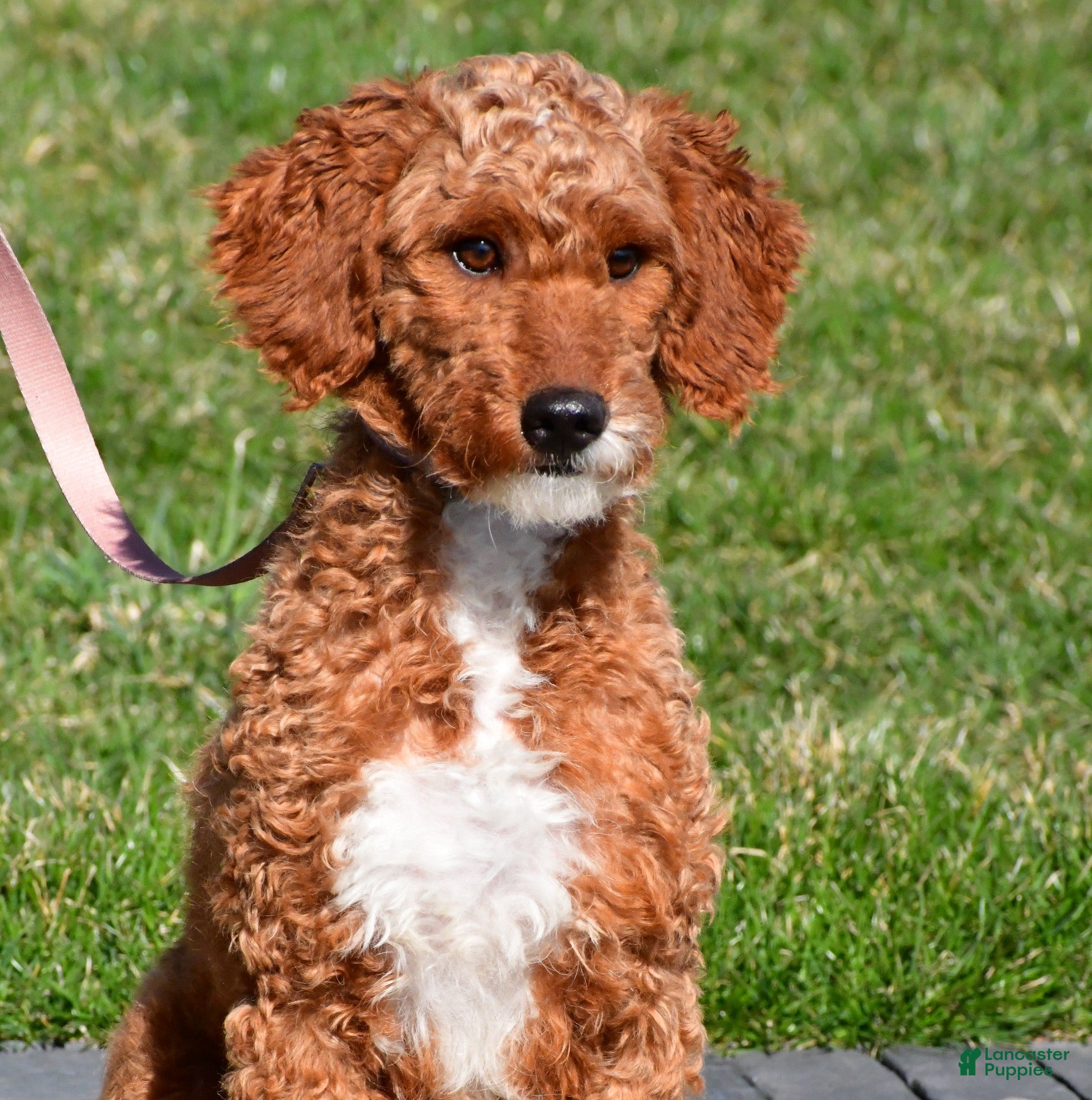Cavapoo dogs for sale: Zain f1b - Ad 8