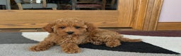 Cockapoo dogs for sale: Terrance - Ad 7