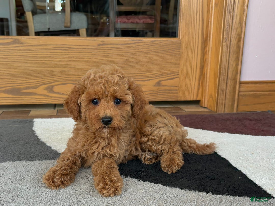 Cockapoo dogs for sale: Terrance - Ad 7