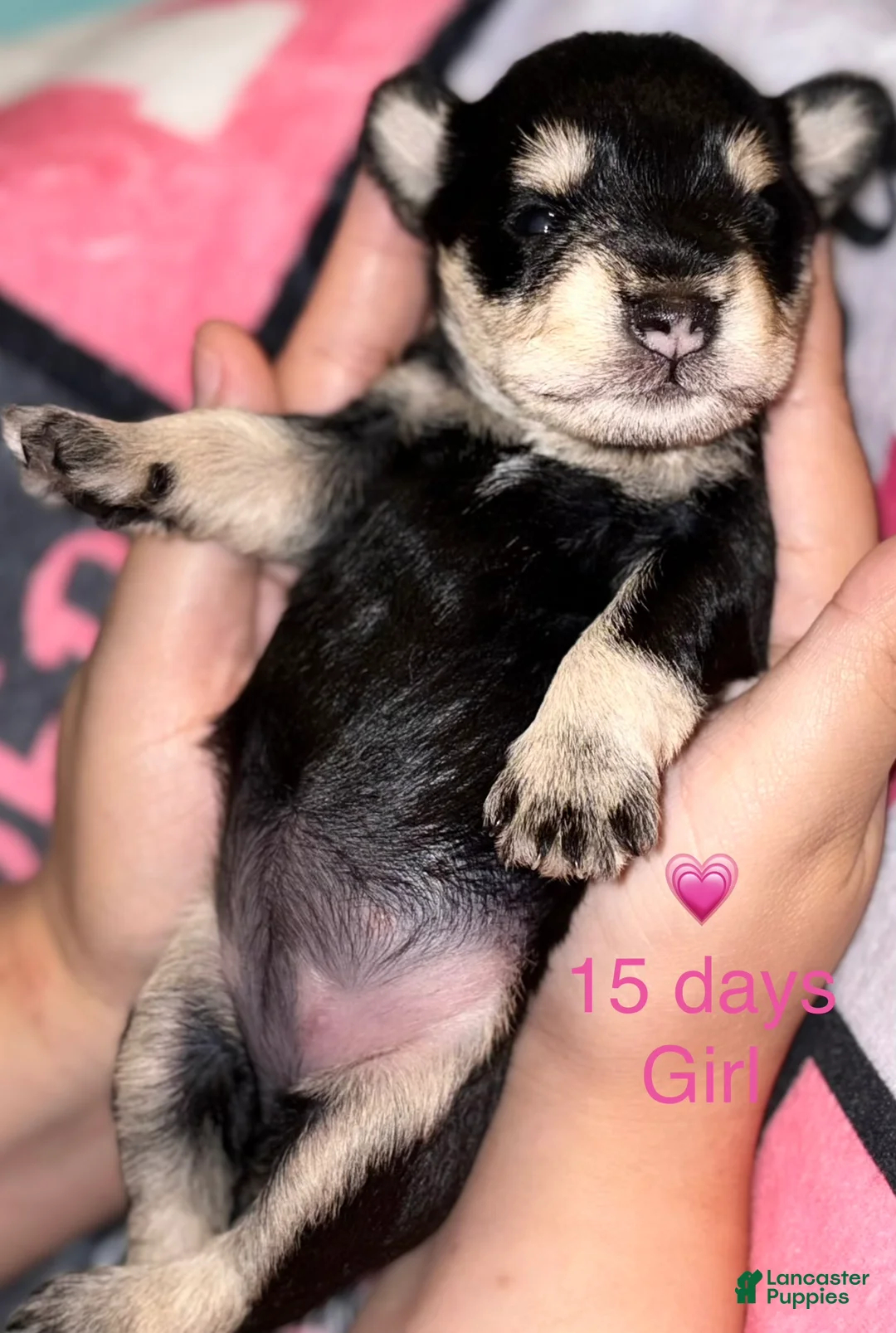 Miniature Schnauzer dogs for sale: Miniature Schnauzer 7 - Ad 2