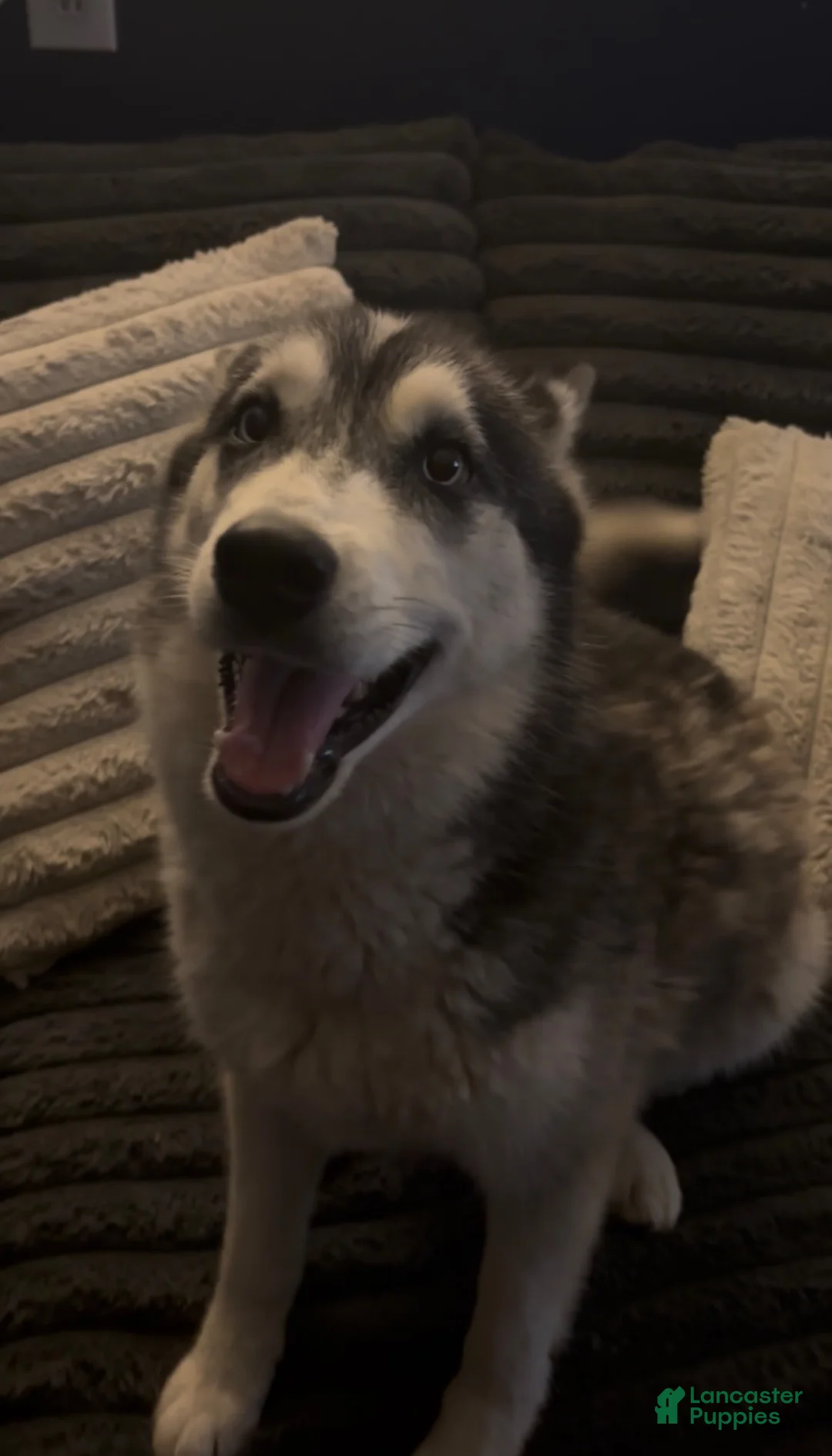 Siberian Husky dogs for sale: Siberian Husky 1 - Ad 4