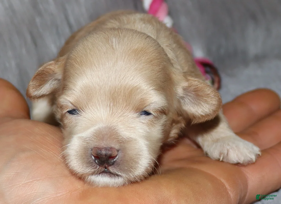 Havapoo dogs for sale: Addie 👨‍👨‍👦‍👦💞🐕Miniature - Ad 24