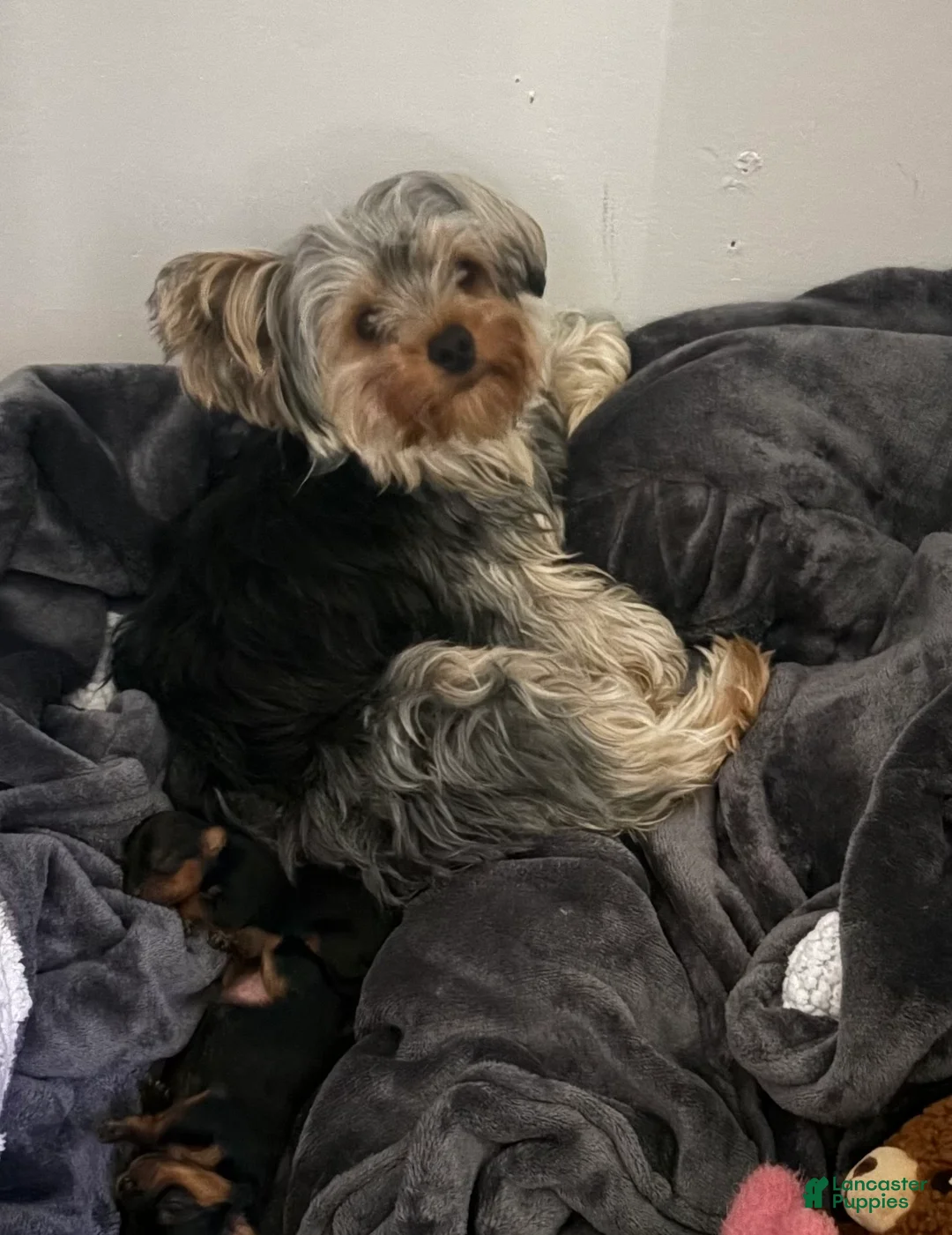 Yorkshire Terrier dogs for sale: Yorkshire Terrier Puppy 3 - Ad 2