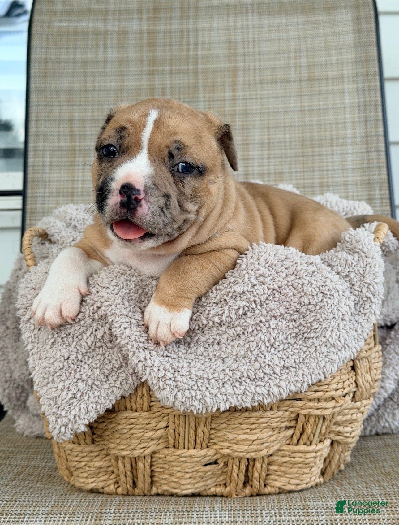 American Bully dogs American Bully 2 - Ad 1