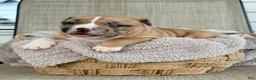 American Bully dogs for sale: American Bully 2 - Ad 1