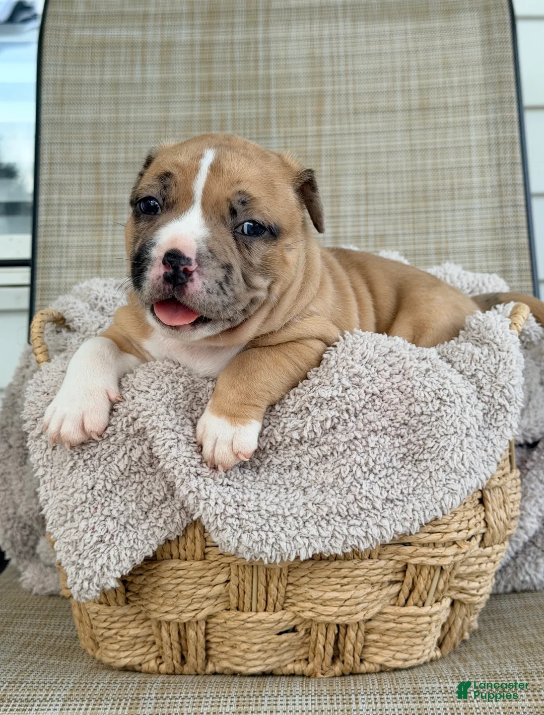 American Bully dogs for sale: American Bully 2 - Ad 1