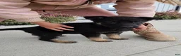 German Shepherd dogs for sale: Ivy - Ad 3