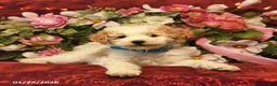 Mini Goldendoodle dogs for sale: Happy Taffy  - Ad 3