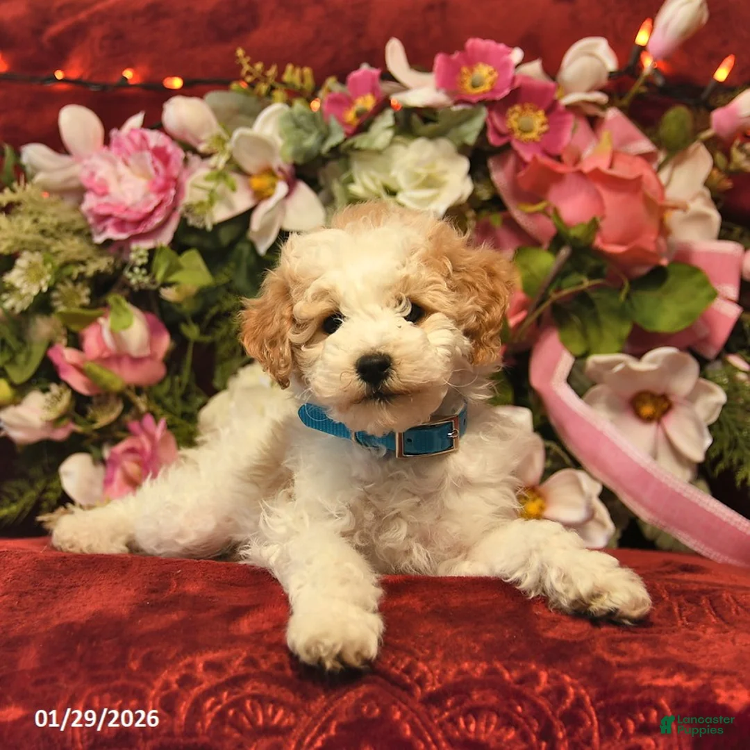 Mini Goldendoodle dogs for sale: Happy Taffy  - Ad 3