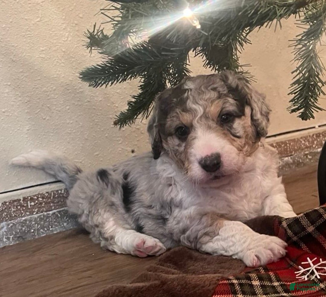 Aussiedoodle dogs for sale: Cooper -mini - Ad 2