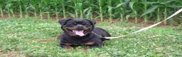 Rottweiler dogs for sale: Tom  - Ad 4