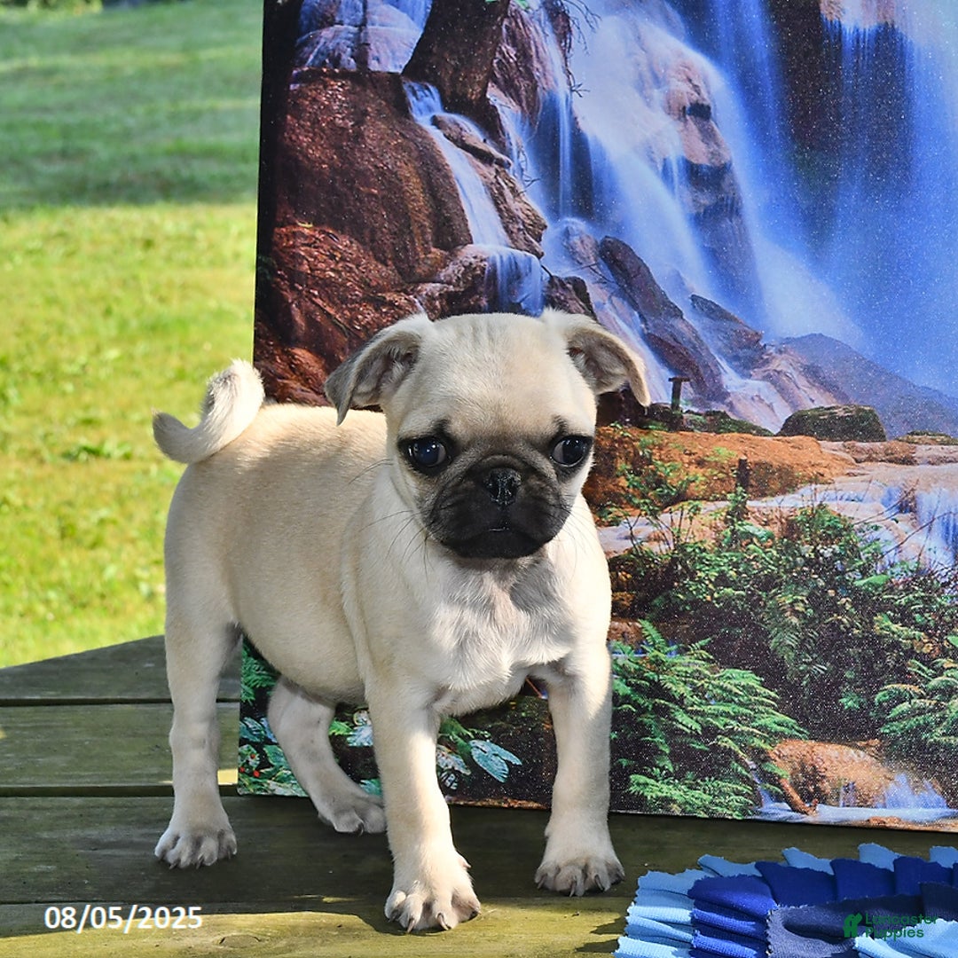 Pug dogs for sale: Wee Willy Winkie - Ad 21