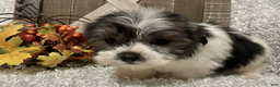 Morkie dogs for sale: Hawk - Ad 3