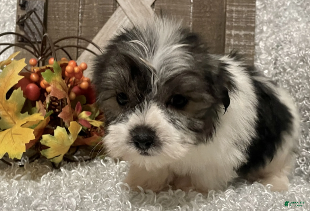 Morkie dogs for sale: Hawk - Ad 3