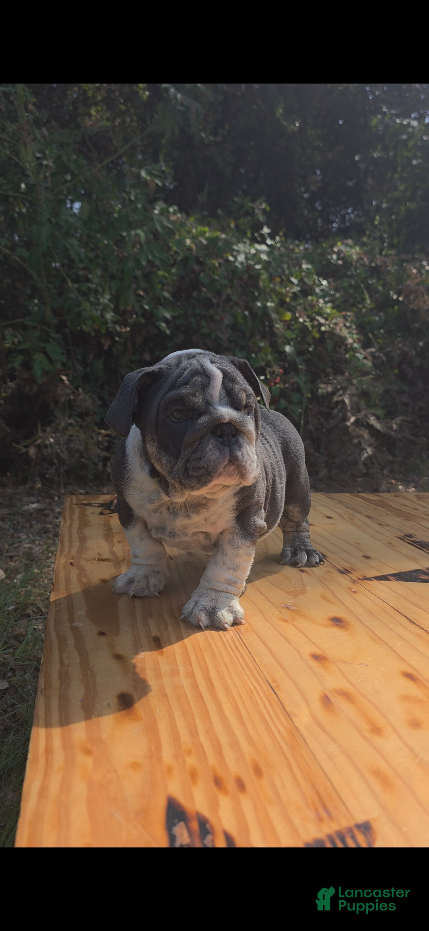English Bulldog dogs DENVER - Ad 1