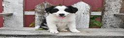Border Collie dogs for sale: Dori - Ad 5