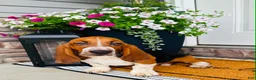 Basset Hound dogs for sale: Teddy - Ad 1