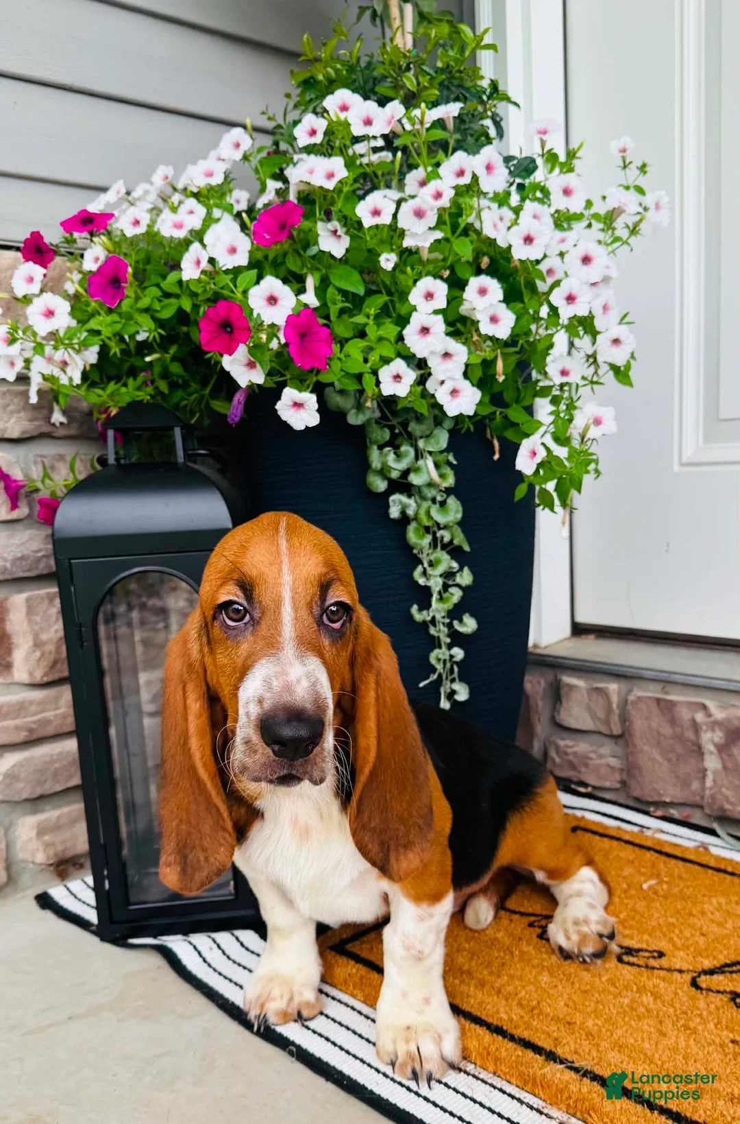 Basset Hound dogs for sale: Teddy - Ad 1