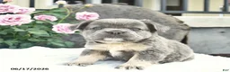 French Bulldog dogs for sale: Sage  - Ad 1