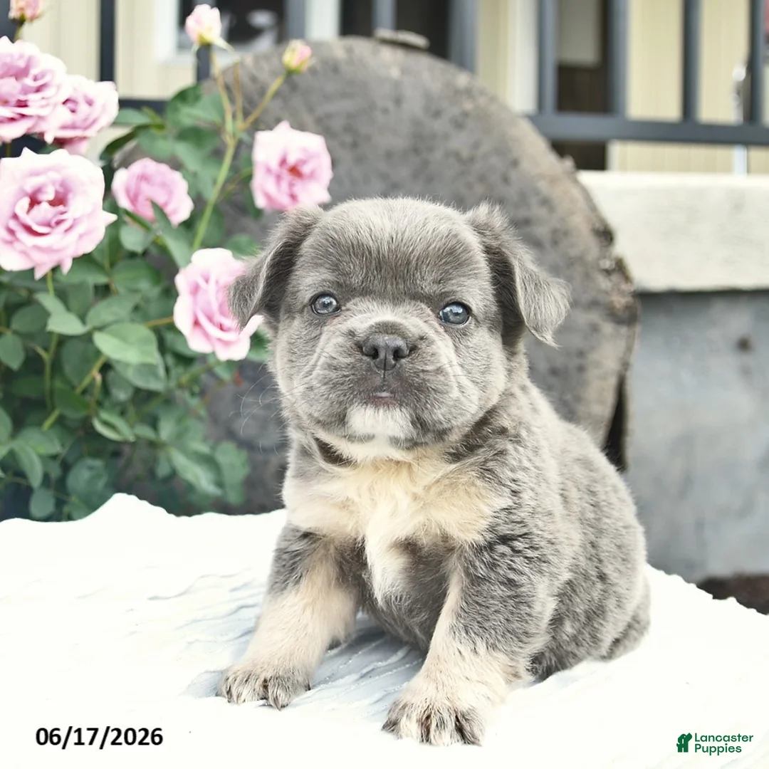 French Bulldog dogs for sale: Sage  - Ad 1