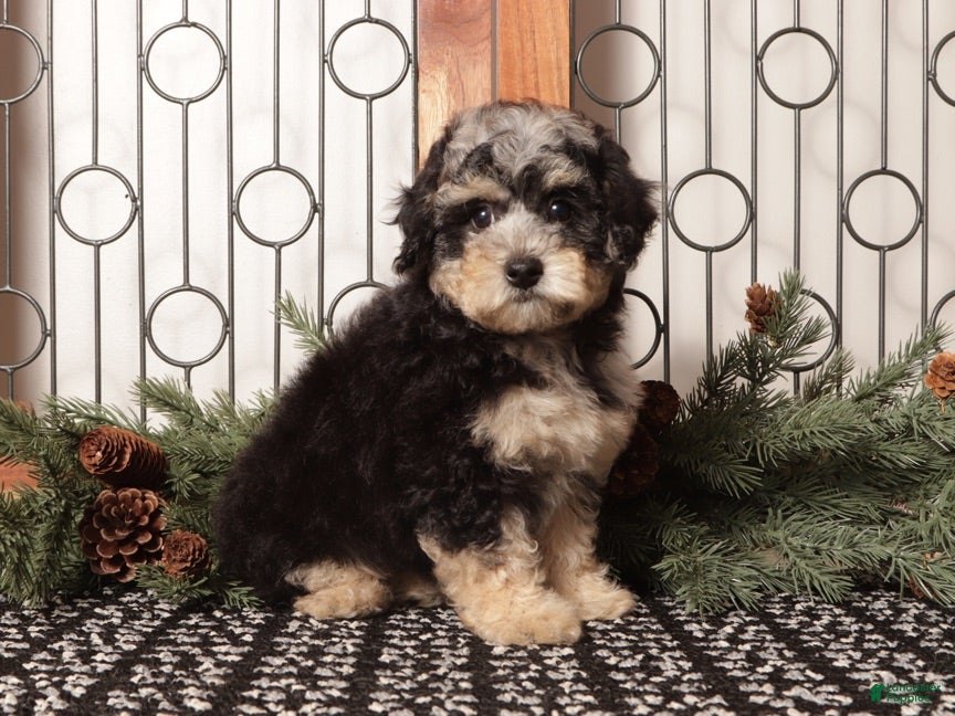 Bichpoo dogs Fiji - Ad 6